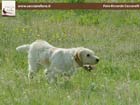 spinone italiano