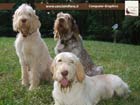 spinone italiano
