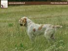spinone italiano