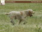 spinone italiano