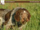 spinone italiano