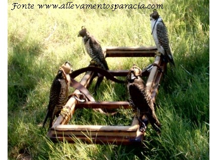 Sparacia Falconeria