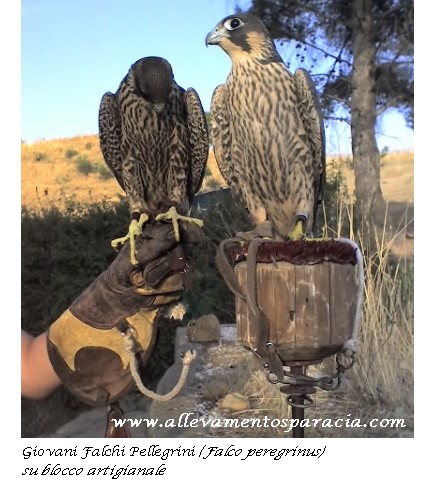 Sparacia Falconeria