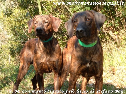 Segugio Maremmano