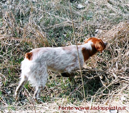 BRETON