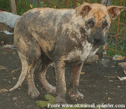 cane leishmania