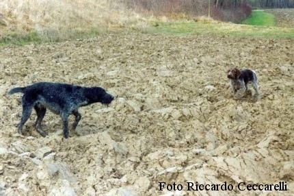 bracco tedesco pelo duro drahthaar