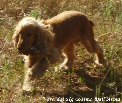 Cocker Spaniel