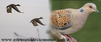 extremena de caza menor