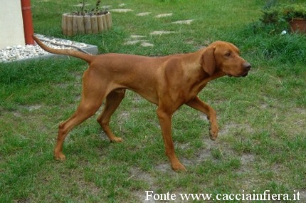 bracco ungherese o Vizla