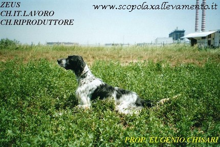 allevamento scolopax setter inglese