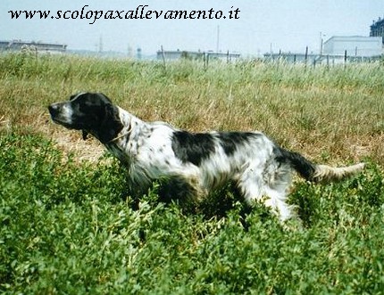allevamento scolopax setter inglese