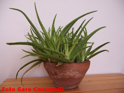 Aloe