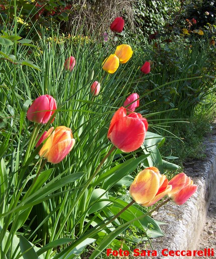 Tulipano