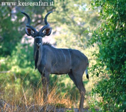 Caccia namibia Keisesafari