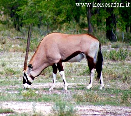 Caccia namibia Keisesafari