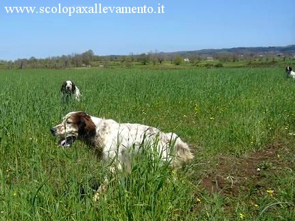 allevamento scolopax setter inglese
