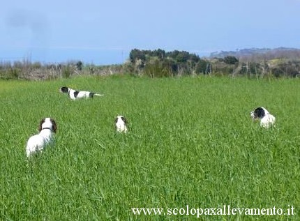 allevamento scolopax setter inglese