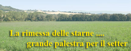 starne caccia in umbria Montenero