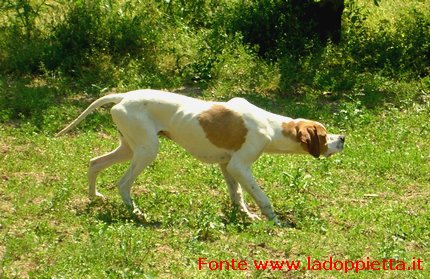 Pointer