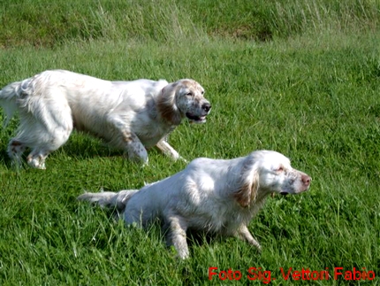 Setter Inglese
