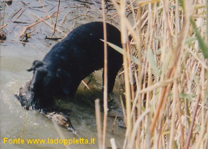 Labrador
