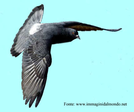 tiro a volo elica