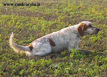 canicaccia