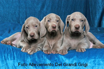 weimaraner