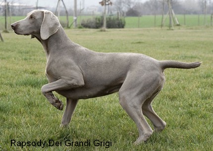 weimaraner