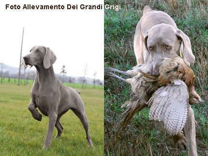 weimaraner