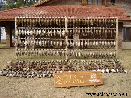 adica caccia