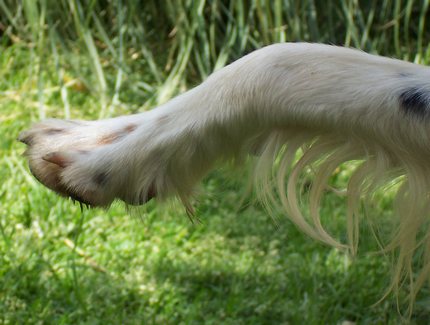 zoppia nel cane da caccia
