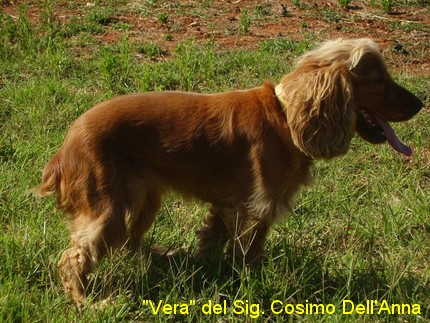 cocker spaniel inglese cane da caccia ferma