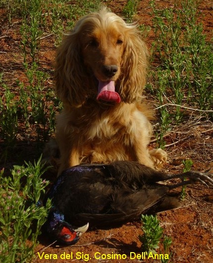 cocker spaniel inglese cane da caccia ferma