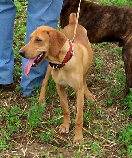 segugio maremmano cane da seguita caccia cinghiale