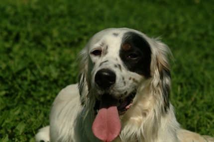 Setter Inglese