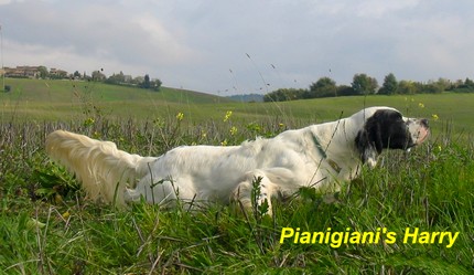 Pianigiani´s