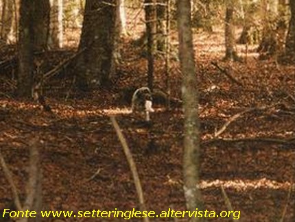 Setter Inglese Beccaccia Scolopax