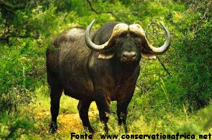 Bufalo cafro safari