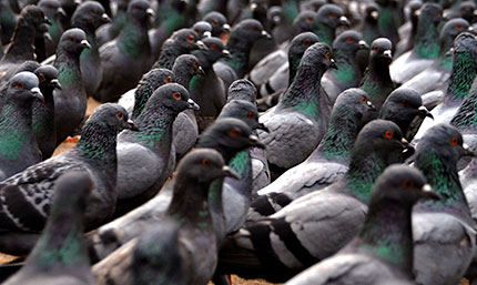 piccioni agricoltura