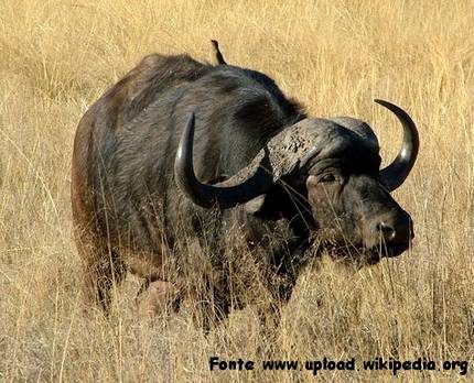 caccia bufalo cafro big five