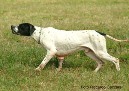 pointer inglese cane da caccia ferma