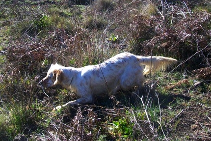 fidc messina addestrarmento cani gara su quaglie