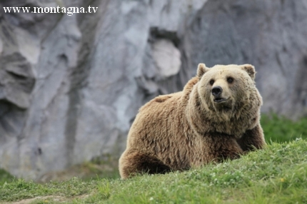 CACCIA ORSI ITALIA SVIZZERA 