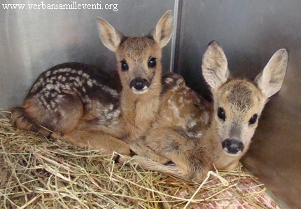 vicenza recupero animali selvatici cacciatori