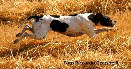 addestramento cani caccia calendario venatorio imperia