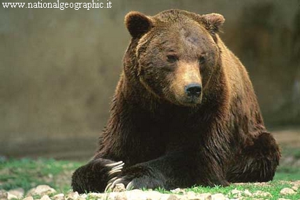 orso marsicano parco monti ernici lazio wilderness