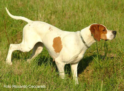 pointer inglese cane da caccia ferma