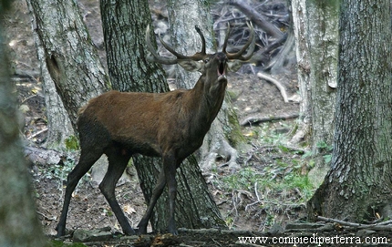 CACCIA CERVI CANSIGLIO VENETO
